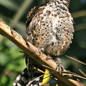 Cactus Wren